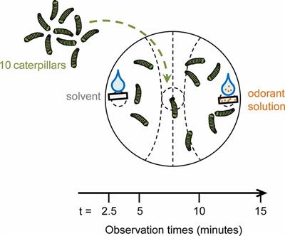 Behavioral Effect of Plant Volatiles Binding to Spodoptera littoralis Larval Odorant Receptors